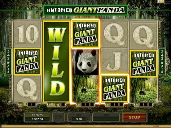 Untamed Giant Panda